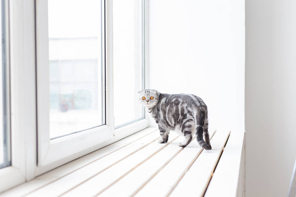 美しい灰色のロップ耳のスコットランドの猫は、新しい住宅を研究しながら、新しい白い窓枠の周りを慎重に歩きます。動物福祉と血統猫の世話の概念. - 写真・画像