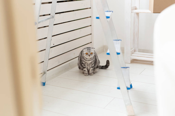 Ciekawy szary szkocki fałd kot jest zwiedzanie nowego mieszkania po przeniesieniu. Koncepcja życia zwierząt w mieszkaniu i dbanie o koty. - Zdjęcie, obraz