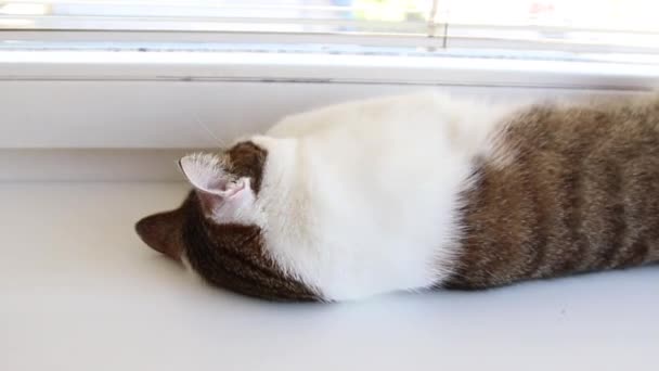 Büyük yeşil gözlü gri beyaz bir kedi beyaz bir pencere üzerinde yatıyor. - Video, Çekim