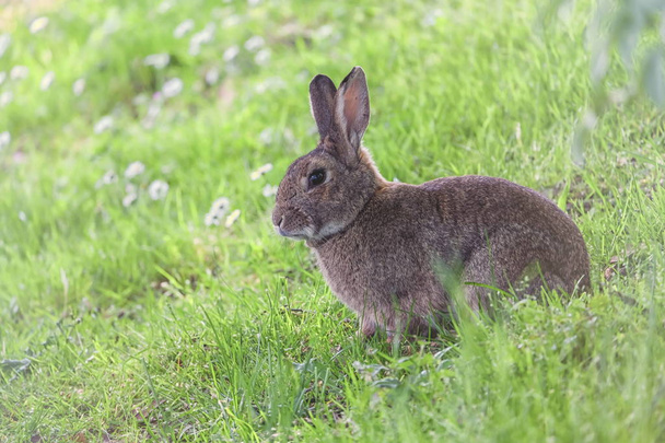 Lindo conejo salvaje en el parque de Brujas, Bélgica
 - Foto, Imagen