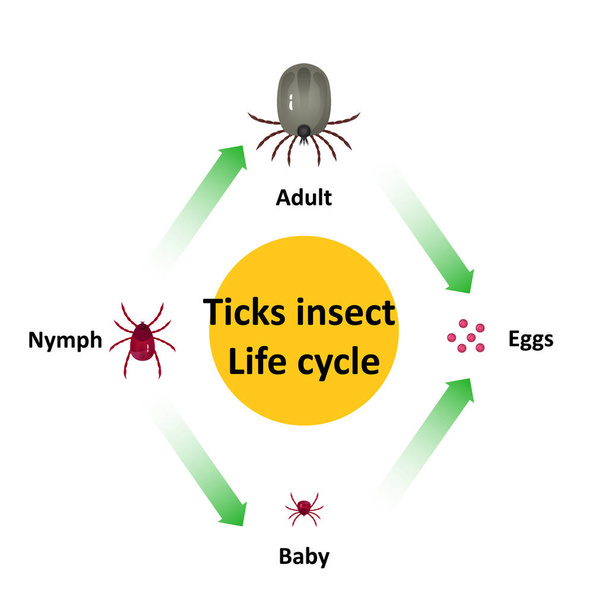 白い背景にベクター犬ダニペットを噛む昆虫種卵のライフサイクルは、大人のティーンエイジャーのための胚です. - ベクター画像