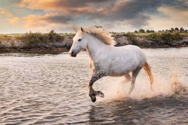 フランスのカマルグでは白い馬が海を走っています. - 写真・画像