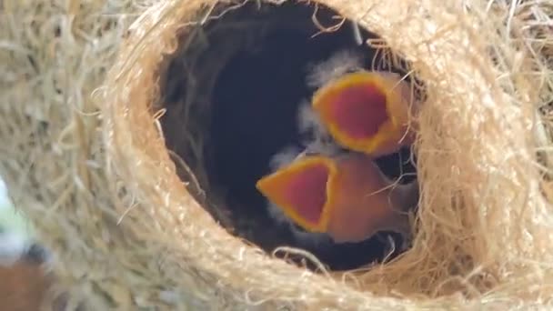 Flapper of Asian Golden Weaver (Ploceus hypoxanthus) en el nido en el árbol alto. Es espera alimentación forma madre pájaro
. - Metraje, vídeo