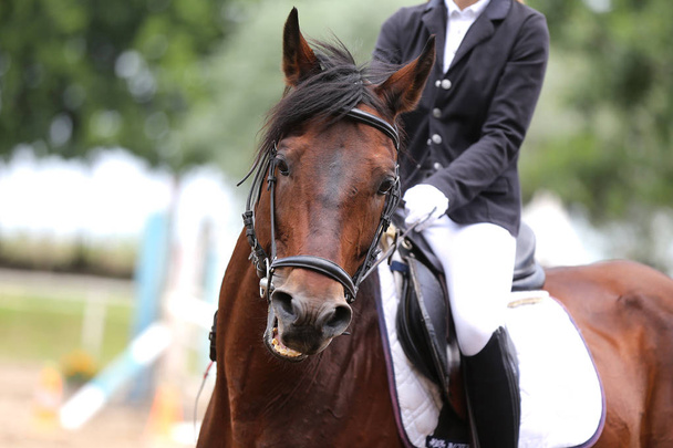Hermoso galpón joven caballo deportivo durante el entrenamiento al aire libre
 - Foto, Imagen