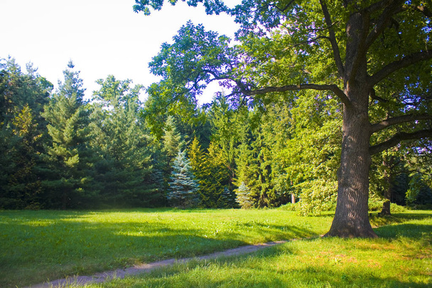 Zonnig landschap in de staat Dendrological Park Trostianets in Chernigov regio, Oekraïne - Foto, afbeelding