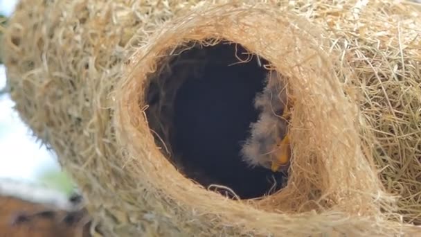 Flapper of Asian Golden Weaver (Ploceus hypoxanthus) pesässä korkealla puussa. Se odottaa emolinnun ruokintaa.
. - Materiaali, video