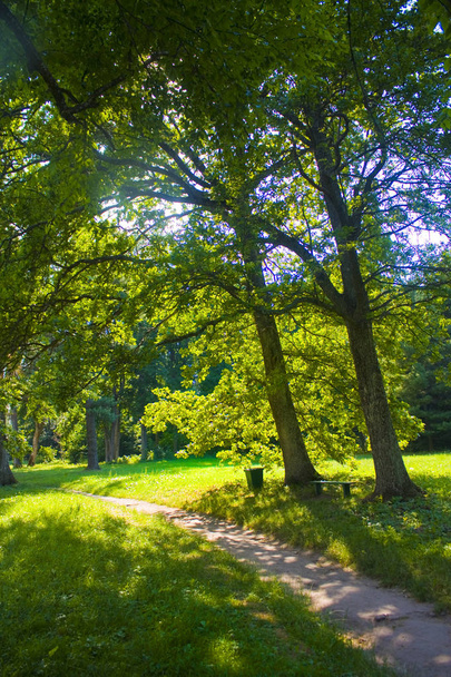 Ηλιόλουστο τοπίο στο κρατικό δενδρολογικό πάρκο Τροστίνιετς στην περιοχή Τσερνίγκοφ, Ουκρανία - Φωτογραφία, εικόνα