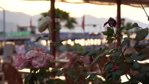 Hermosas rosas en una olla en la terraza cafetería junto al mar en cámara lenta
 - Metraje, vídeo