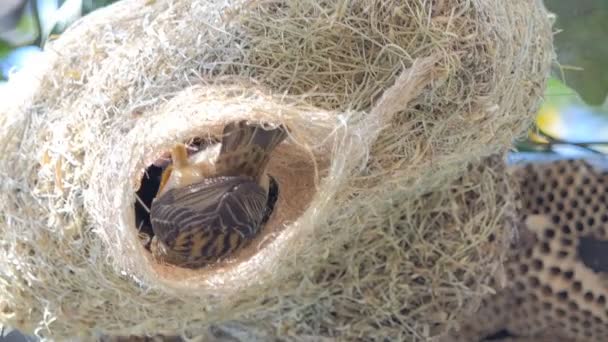 Flapper Asian Golden Weaver (Ploceus hypoxanthus) w gnieździe na wysokim drzewie. It's wait karmienie formularz matka ptak. - Materiał filmowy, wideo