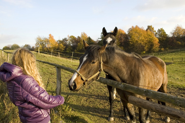 Girl feeding a horse. - Photo, image