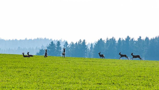 Roe cervos rebanho no campo
 - Foto, Imagem