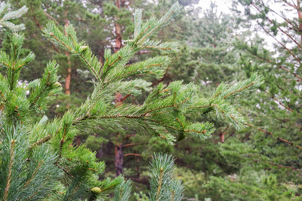 Pine branches with water droplets on the needles - Photo, Image