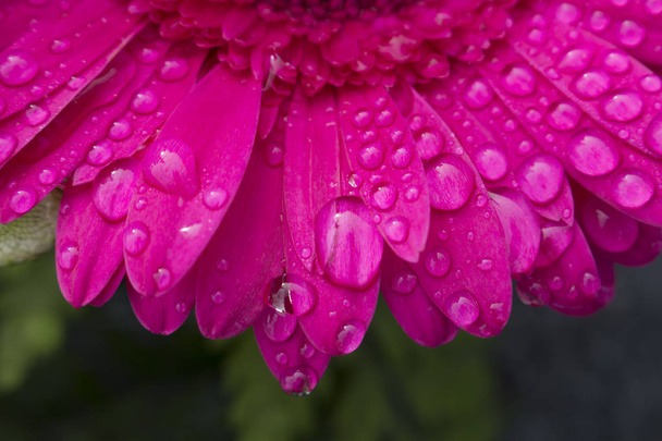 Macro di gocce d'acqua dalla rugiada mattutina appoggiata sui petali di un bel fiore di Gerbera rosa scuro. Sfondo sfocato
. - Foto, immagini
