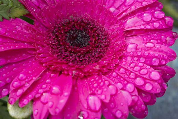 Makro pięknej ciemnoróżowej Gerbera kwiat w pełnym rozkwicie zalane w krople wody z porannej rosy. Rozmyte tło. - Zdjęcie, obraz