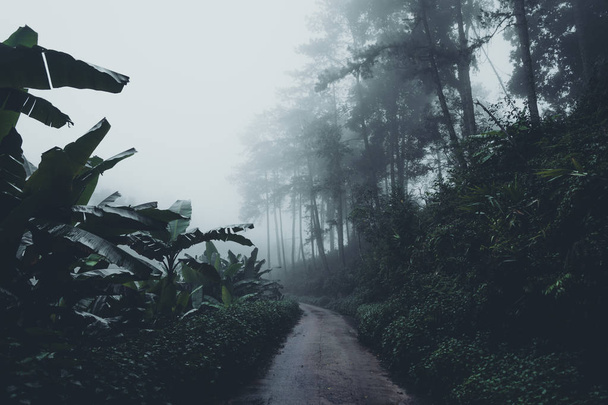 En la niebla y la selva, oscuridad
 - Foto, imagen