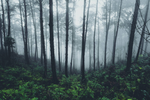 Στην ομίχλη και στο τροπικό δάσος, το σκοτάδι - Φωτογραφία, εικόνα