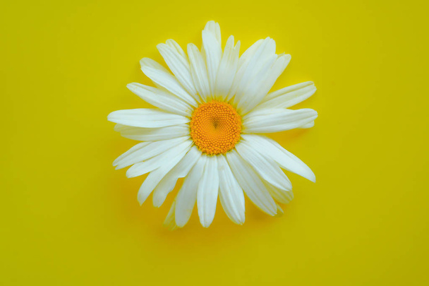 Grote Daisy close-up op een gele achtergrond. Het concept van de zomer - Foto, afbeelding