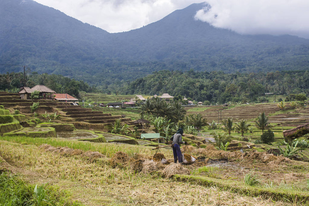 Munkavállaló hántolatlan területen, gyűjtése rizs betakarítási szezonban, a hegyek a távolban. In Jatiluwih, Bali sziget - Fotó, kép