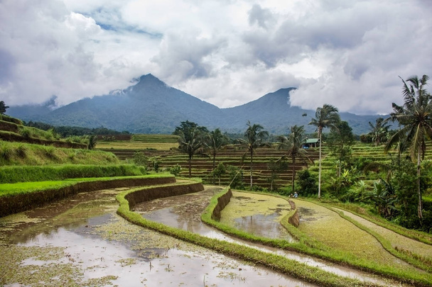 Затопленные рисовые поля с террасой перед посадкой. Горы и пальмы вдали. В Джатилуви, Индонезия
 - Фото, изображение