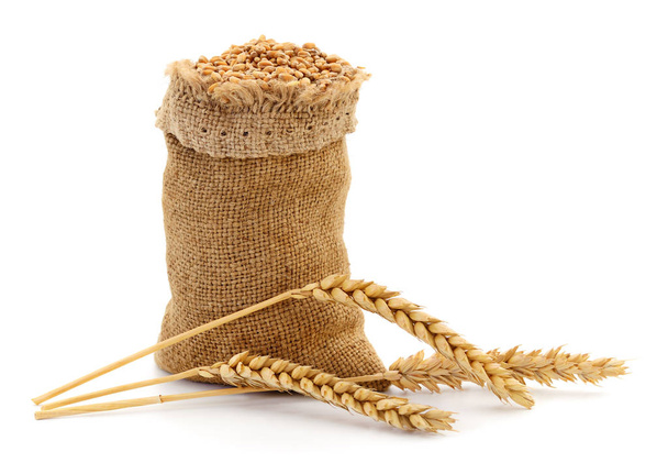 袋の穀物と小麦の耳. - 写真・画像