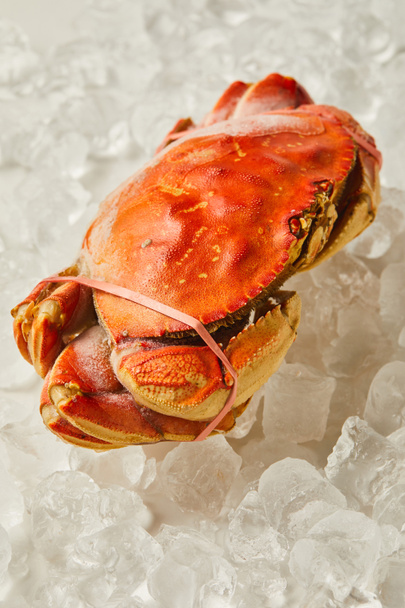 frozen uncooked tied up crab on ice cubes  - Foto, Bild