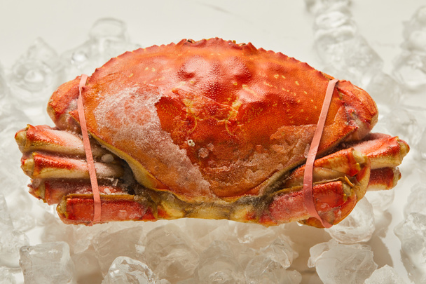 frozen raw tied up crab with solid shell on ice cubes on white  - Foto, imagen
