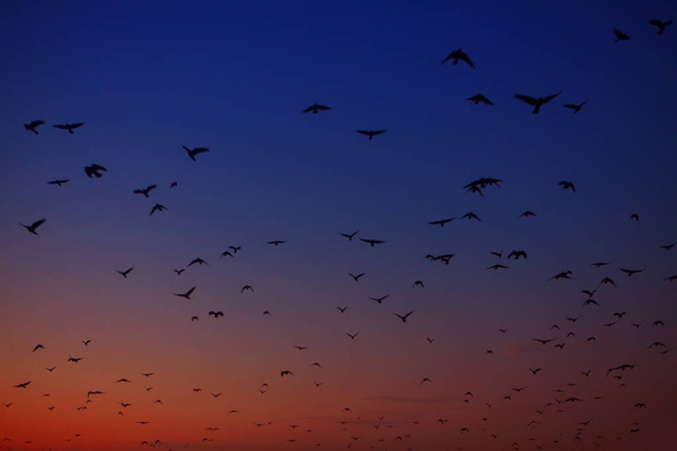зграя ворон, що летить на вечірньому небі
  - Фото, зображення