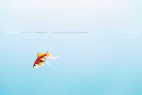 transparentes, ruhiges Wasser mit schwimmenden Goldfischen auf blauem Hintergrund - Foto, Bild