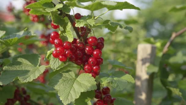 Closeup of homegrown Red currant, 4KFreshly natural red currant growing on a branch - Footage, Video