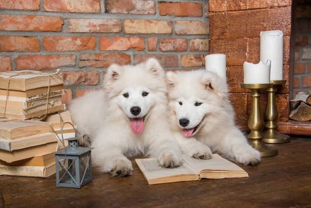 Dois cachorros brancos fofos Samoyed cachorros com livro
 - Foto, Imagem
