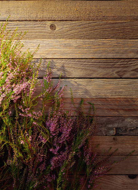 Urze rosa florescente (calluna vulgaris) em umas costas de madeira rústicas
 - Foto, Imagem