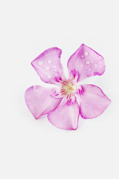rosa pequeñas flores de adelfa naturales sobre fondo blanco
 - Foto, imagen