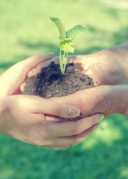 Elderly and young female hands holding soil with sprout - Foto, imagen