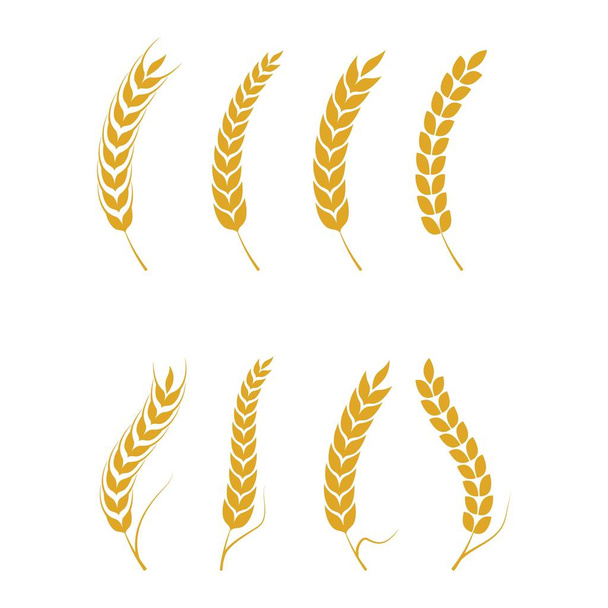 Вектор пшеницы
 - Вектор,изображение