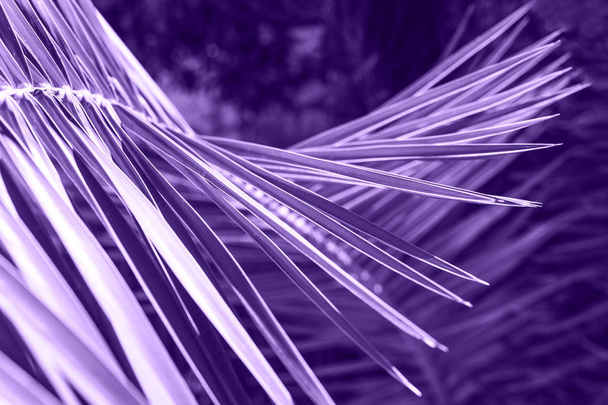 Palm branch in color ultraviolet - Foto, afbeelding