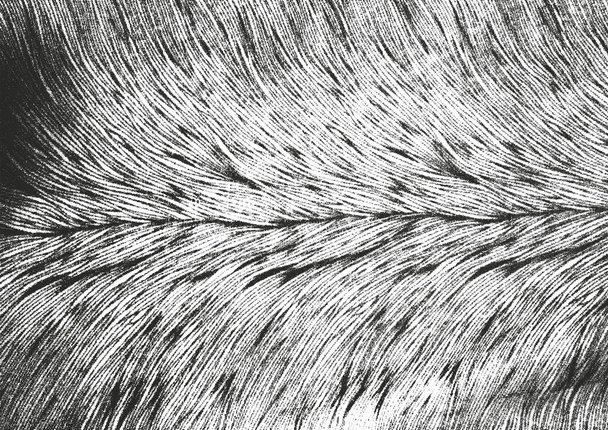 Сумнівна текстура накладання натурального хутра
 - Вектор, зображення
