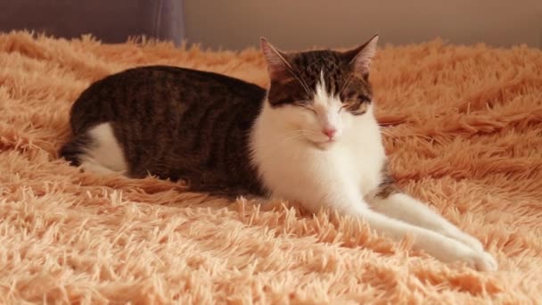 A strisce bianco grigio adulto gatto si trova sul letto e lampeggia, si addormenta
. - Filmati, video
