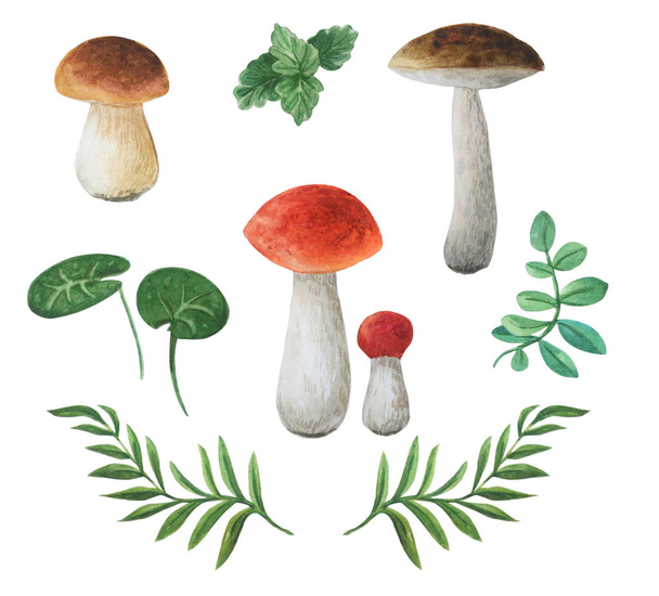Watercolor edible mushrooms and different leaves. Boletuses autumn set. - Photo, Image