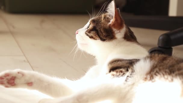 Striped adult cat lying on the floor. The suns rays fall on the cat. The cat basks in the sun - Footage, Video