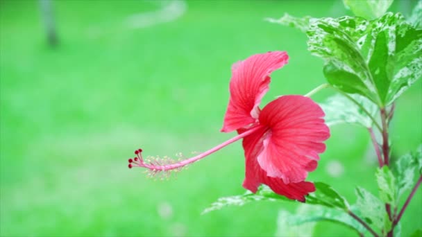 La fleur d'hibiscus et le vent souffle sur un fond de nature. 4K au ralenti
. - Séquence, vidéo