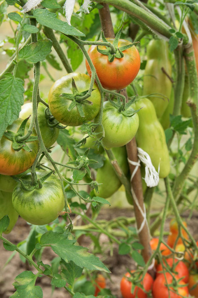 Kweken van groene tomaten in kassen, groene en rode tomaten - Foto, afbeelding