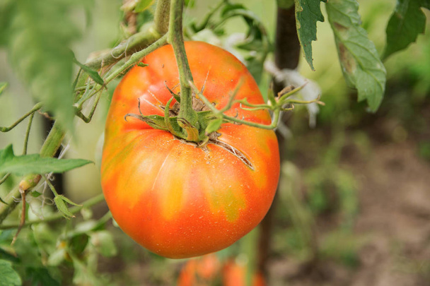  red, round, eco-friendly and large tomato grows on a home garden bed - Foto, afbeelding