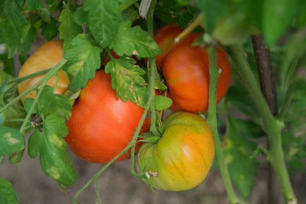 organic product - red tomatoes grow in their own greenhouse - Valokuva, kuva