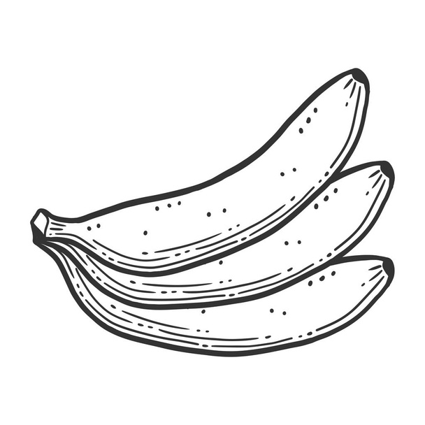 Organic sweet banana. Vector concept in doodle and sketch style. - Vektori, kuva