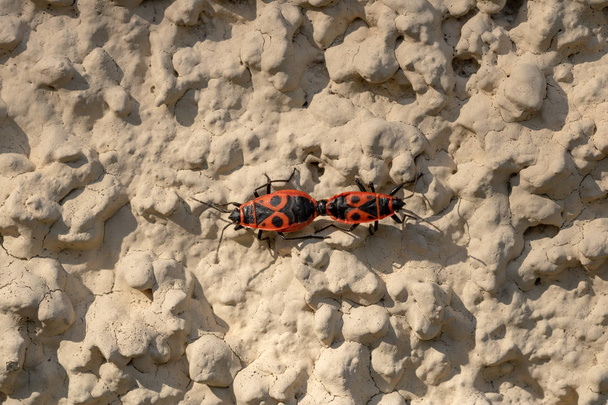 Firebugs közelről vagy makró, Pyrrhocoris apterus - Fotó, kép
