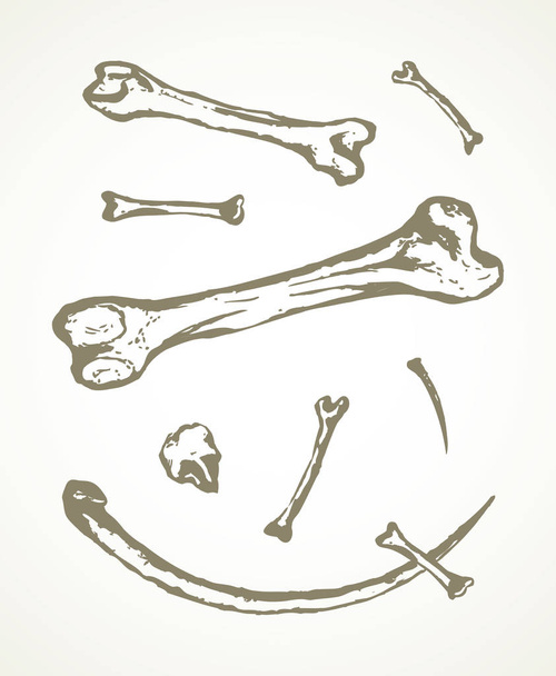 bir dizi arkeolojik buluntuların vektörel çizimler. hayvan b - Vektör, Görsel