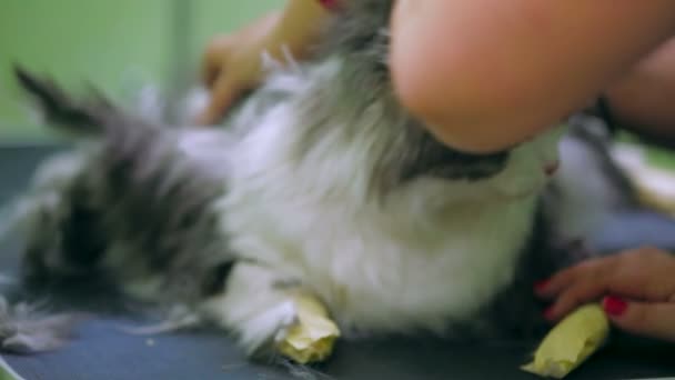 Gato consiguiendo un corte de pelo
 - Metraje, vídeo