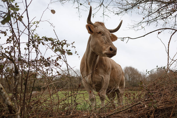 Крупный план коричневой коровы с номером на ухе, пасущейся на лугу весной. Сельское хозяйство, животноводство
 - Фото, изображение