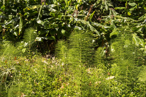 Φρέσκια φύση στο δάσος στο Sao Miguel - Φωτογραφία, εικόνα