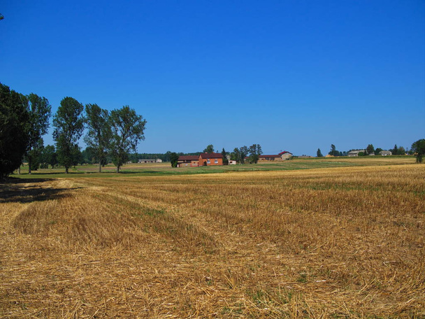 Son yaz günlerinden toplanan buğday tarlası görüntüsü - Fotoğraf, Görsel
